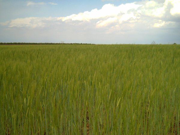 ASAJA Ciudad Real prevé  que la cosecha de cereales disminuirá  en la provincia 
