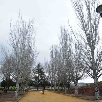 El PSOE cree que el Ayuntamiento se preocupa en exceso por los jardines