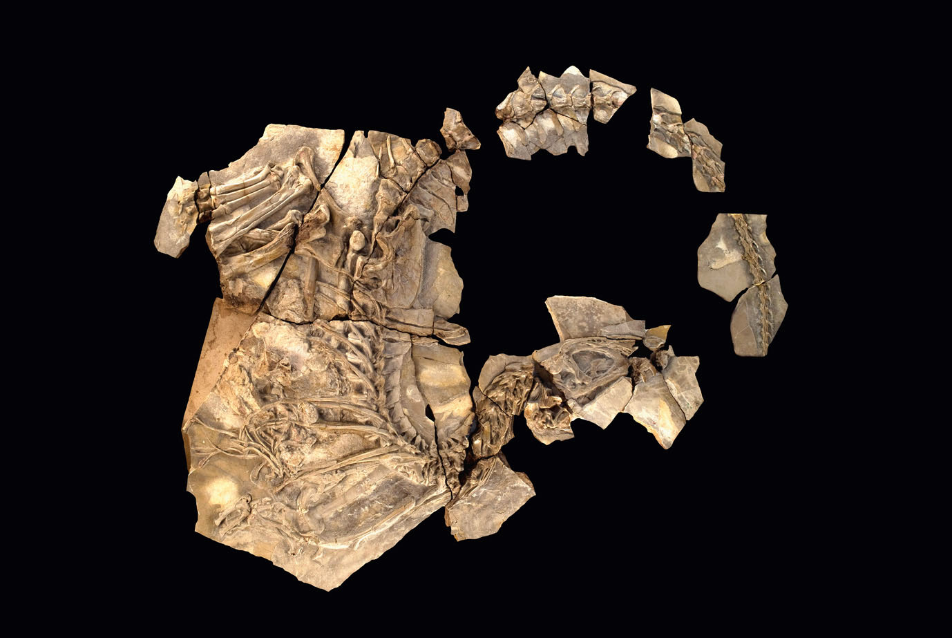 El ‘Concavenator Corcovatus’ 