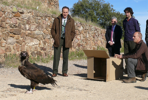 El Centro de Estudios de Rapaces Ibéricas ha liberado 924 ejemplares de fauna, el 5% de ellas, especies consideradas como prioritarias