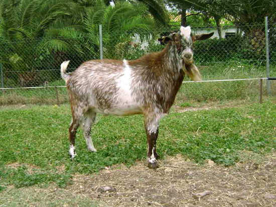 manzanares_cabra