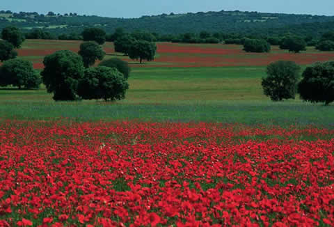 valledealcudia