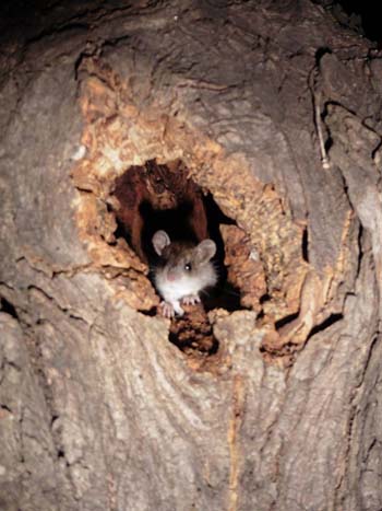 Ratón en un árbol del Paseo de San Gregorio. Foto: Ángela.