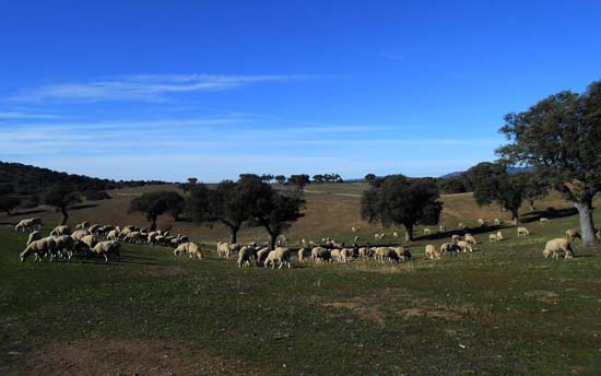 Son 1.500 ovejas las que han sido conducidas desde la Serranía de Cuenca a Mestanza