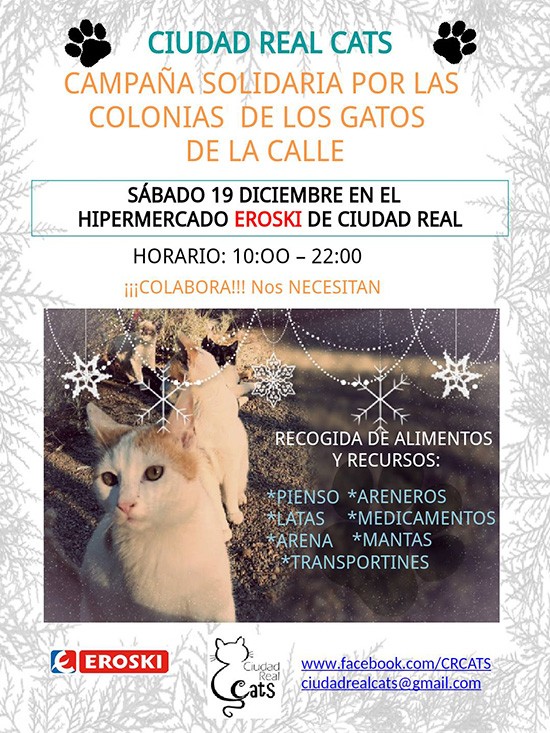 recogida-ciudad-real-cats