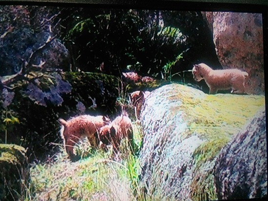 camada-de-linces-1