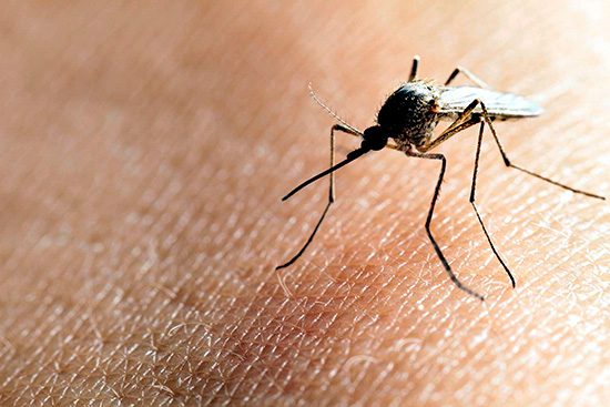 mosquito-Virus-Zika