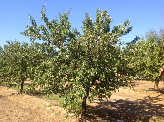 almendros