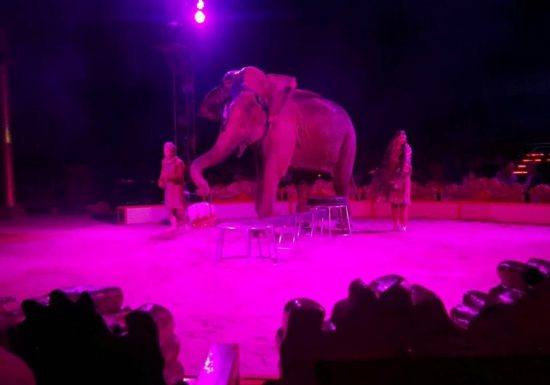 circo-elefante