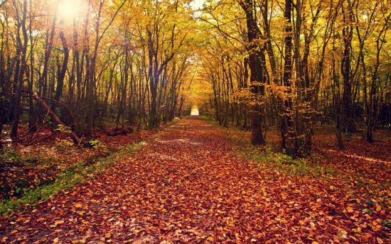 leaves-nature-landscapes-leaves-autumn-fall-path-trail-trees-forest-woods-tunnel-wallpaper-205477