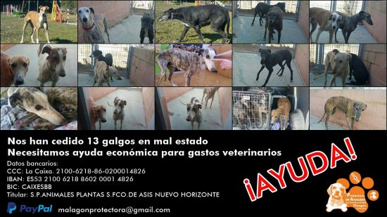 galgos 1