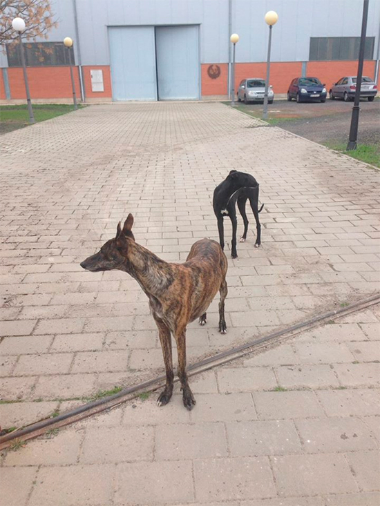 galgos