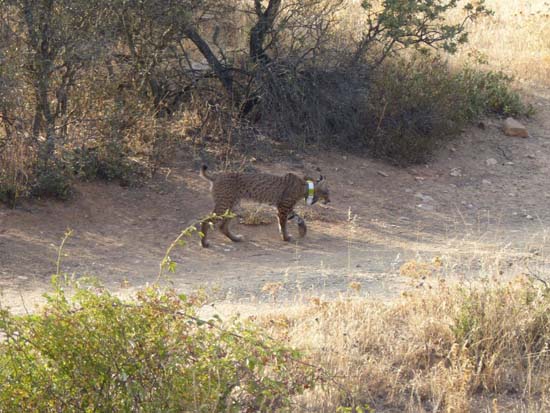 lince