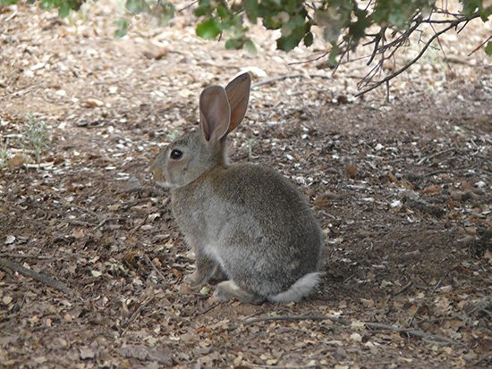 conejos