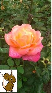 rosa del jardin
