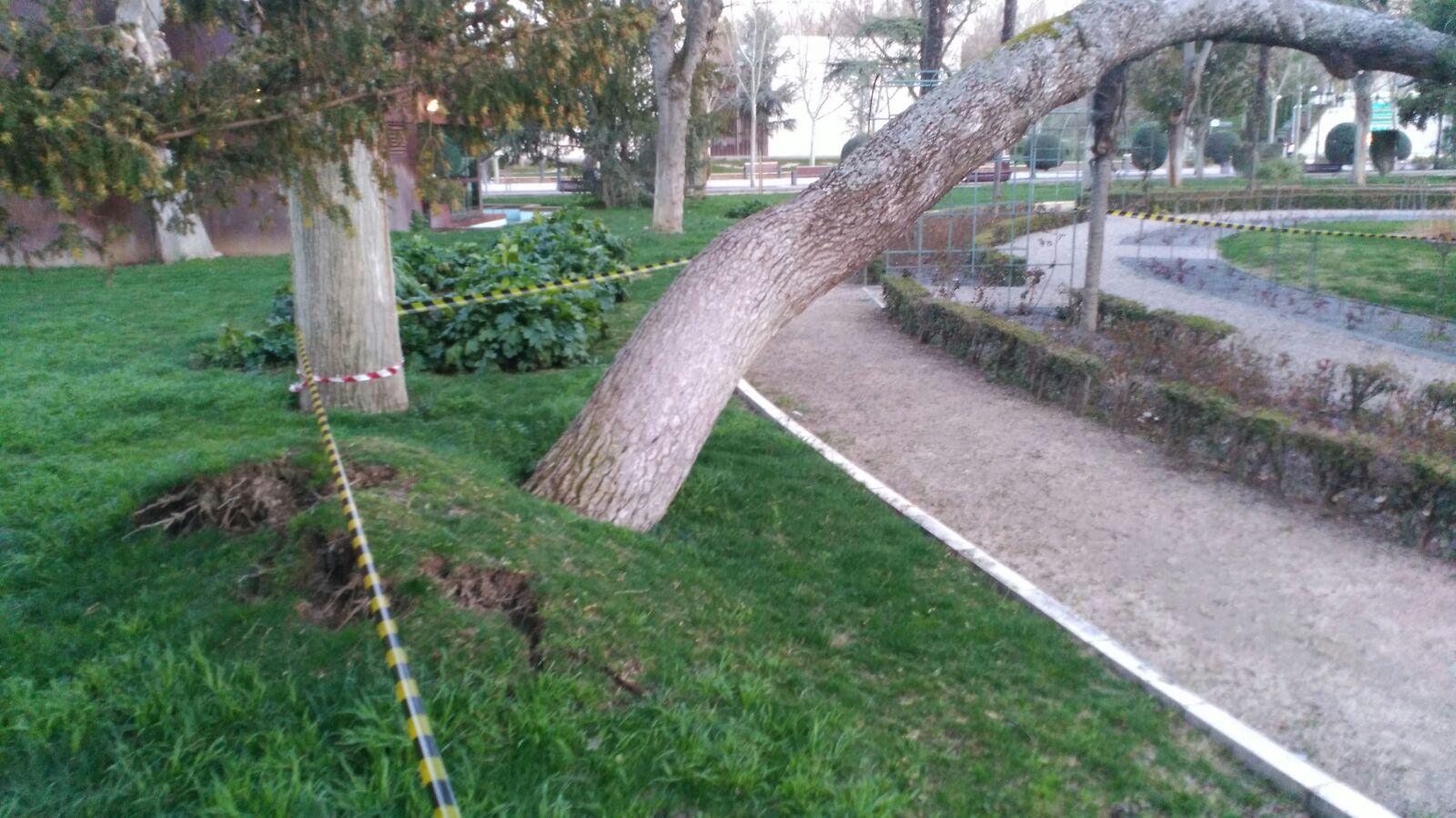 arbol parque de gasset 2