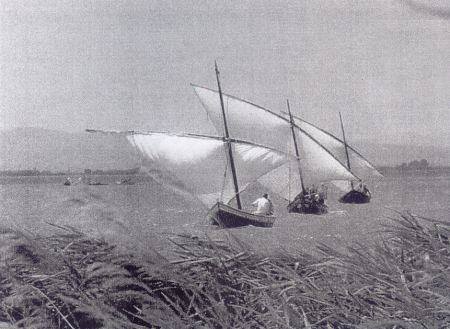 Vela   latina en l'Albufera