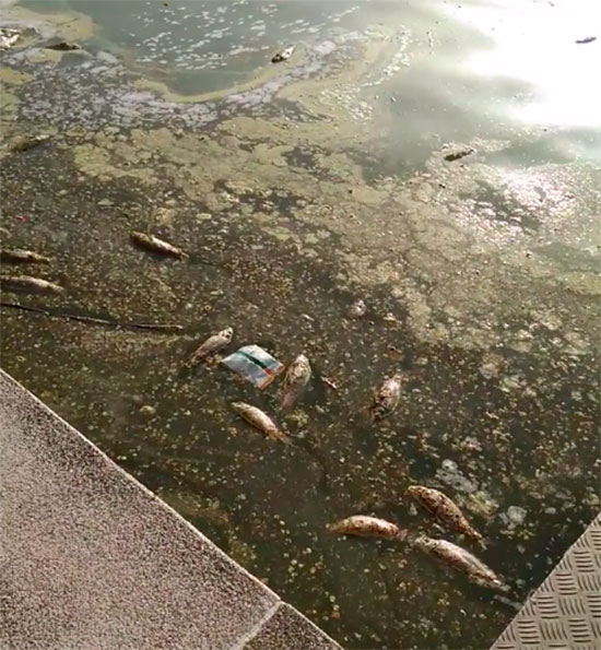 peces-muertos-lago-del-pilar