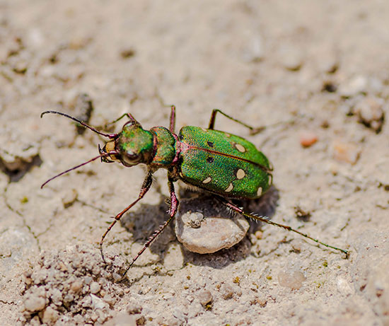 Cicindela-maroccana