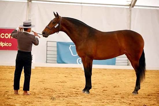 calzada yegua calzadeña premiada 1