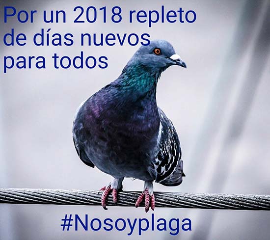 Nosoyplaga