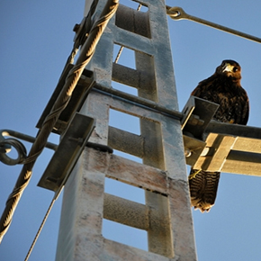 Una llamada de atención de nuestro entorno cercano y natural. Aves electrocutadas