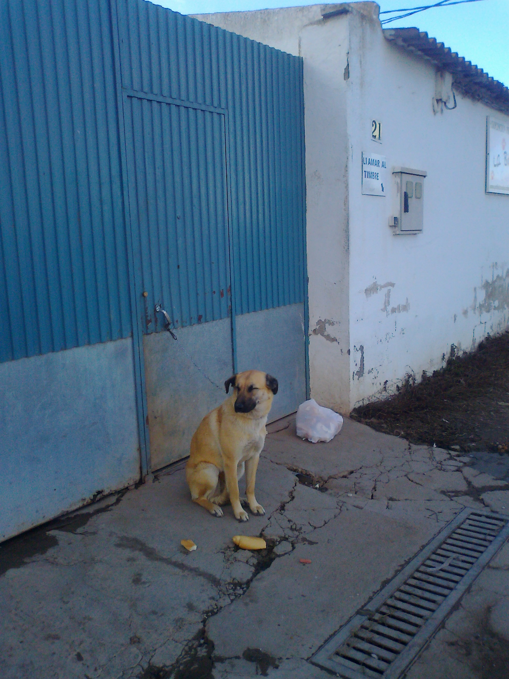 Perrita abandonada