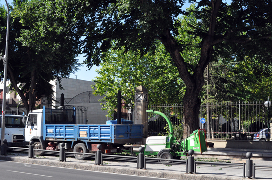arbol02