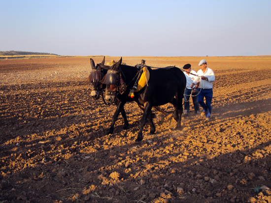criptana_agricultor