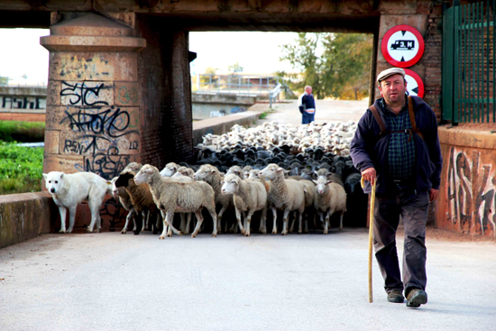 manzanares_ovejas-merinas