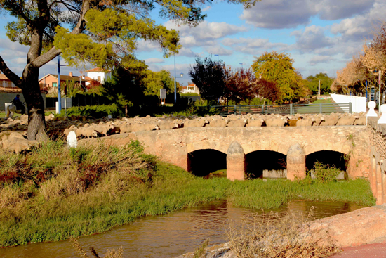 manzanares_ovejas