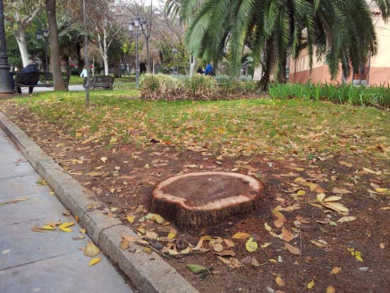 ¿Puertollano desarbolado? El Ayuntamiento prosigue con las talas y ecologistas denuncian que la ciudad ha perdido el 20% de sus árboles