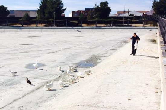 la-chica-de-los-patos-del-lago