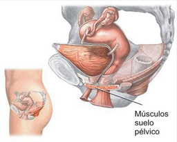suelo-pelvico-01