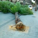 arbol1