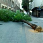 arbol3