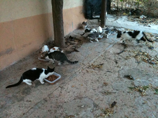 colonias-de-gatos-05