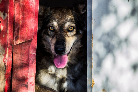 perro cadena3