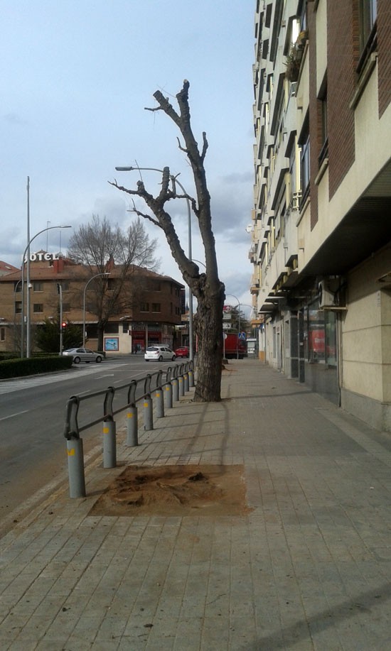 arboles-talados-ronda-de-alarcos-05