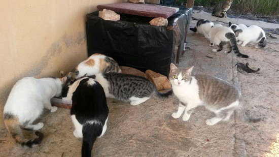 gatos-colonias-05