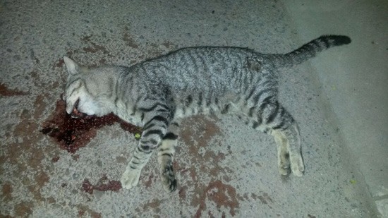 gatos-abandonados-01