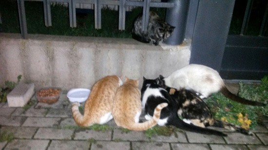 gatos-abandonados-03