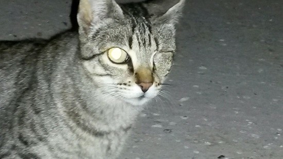 gatos-abandonados-04
