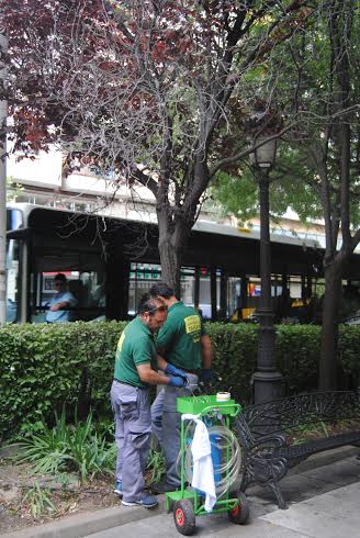 Puertollano: Sueltan «insectos buenos» para acabar con los bichos malos en las zonas verdes
