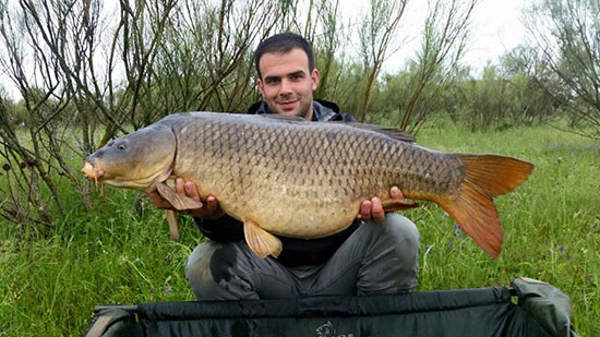 daimiel-carpa