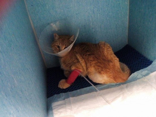 gato operado
