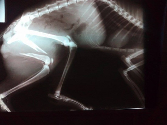 gato operado1