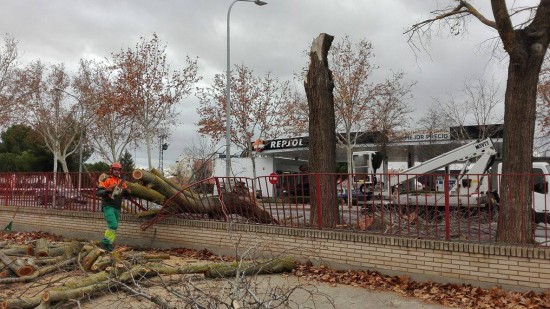 arbol centro ocupacional 01