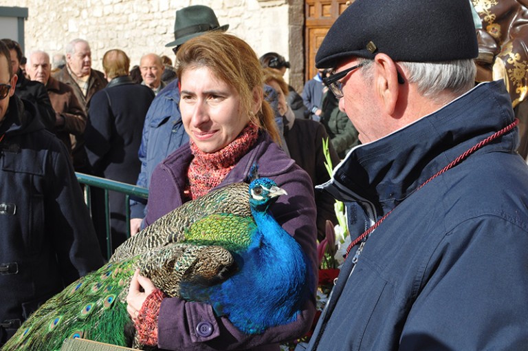 El pavo ‘Cañete’ se lleva la estatuilla de San Antón