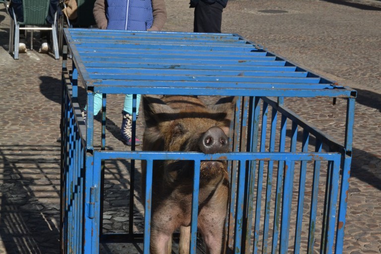 El PACMA solicita el «decomiso» del ‘guarrillo’ de San Antón de Almagro